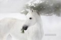 black and white horse on the pine trees and snow